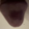 Profilbild von Rueby