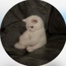 Xx alyin's profile picture