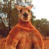 Фото профиля Aussie Bush Kangaroo