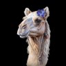 رُوَاء's profile picture