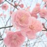 Фото профиля はるちゃん
