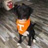 govols 的头像