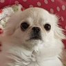 Chihuahua Sarang's profile picture