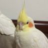 WEI CHIEH's profile picture