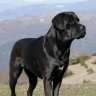 Truth Sniffing Dog's profile picture