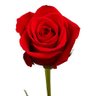 Rxses's profile picture