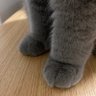 ma wen hui profil fotoğrafı