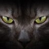 cryptocat 的头像
