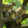 Six Squirrels's profile picture