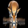 AHMED Moussa's profile picture