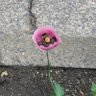 Фото профиля おれだ