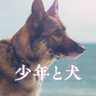 映画『少年と犬』公式 的头像