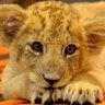Leo profil fotoğrafı