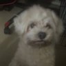 pietro 的头像