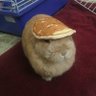 Amerigo Vesgucci 的头像