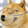 Werewolf's profile picture