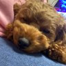 ふーり's profile picture