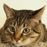 Iden Elf11 profil fotoğrafı