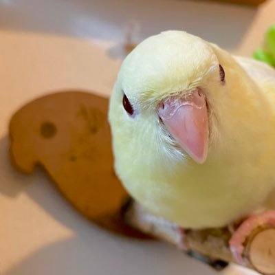 はんぺん's profile picture