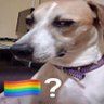dog caça-rato profil fotoğrafı