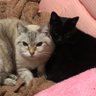 Фото профиля ネコじゃらし
