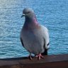 Profilbild von ぽっぽ