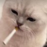 Smoking kitty 的头像
