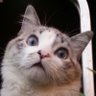 El gato Perez 的头像