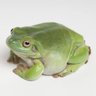 Фото профиля ガマガエルになりたいアマガエル