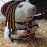 Profilbild von Fred, o rato branco de dread