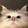 Profilbild von cilpa