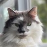 FartCorey's profile picture