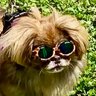 Profilbild von Snickers