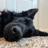 Bear's profile picture