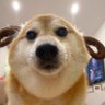 Profilbild von sheldoy heperest :v