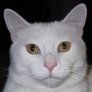 Lo'tek's profile picture