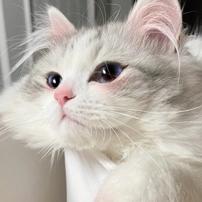 softbvb's profile picture