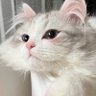 ❀ 的头像