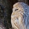 Фото профиля Owl