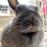 うさ❤️くるママ profil fotoğrafı