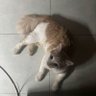 putri hermawan profil fotoğrafı