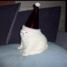 ✨🪐lilicat 🐱⚡️ profil fotoğrafı