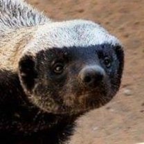 lazyhoneybadger's profile picture