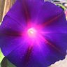 MsSheila89 profil fotoğrafı