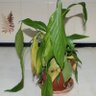 PLANTA MURCHA profil fotoğrafı