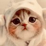 Muu 🐱🐾🌻 皇統護持🇯🇵's profile picture