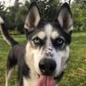 张二狗 profil fotoğrafı