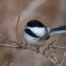 Chickadee🔥🙏✝️ 🐇🐣🌷🪻🌺's profile picture