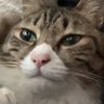 Profilbild von 井上にゃんず