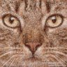 Tony Zhou π's profile picture